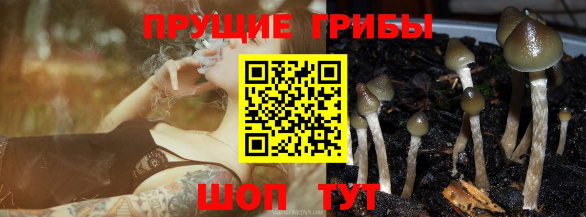 Вязьма  Псилоцибиновые грибы прущие грибы  Вход с VPN 